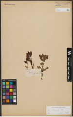 Foto von Salix silesiaca Willd.